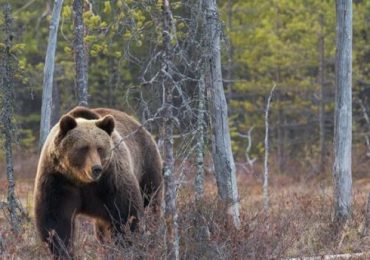 «Gli orsi sono pericolosi?», la parola agli esperti del Parco Adamello Brenta - La voce del Trentino