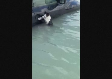 Alluvione a Dubai, un gatto si aggrappa alla portiera dell'auto per sfuggire alla furia dell'<b>acqua</b>