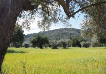 Le differenze nell'impatto ambientale dell'olivo tra Italia, Spagna e Grecia - Teatro Naturale