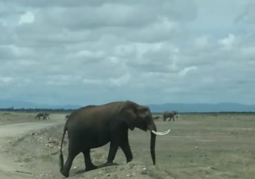 L'elefante ha una gran sete e si unisce ai sbalorditi turisti che erano in piscina ma solo per ...