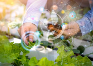 Tecniche di coltivazione idroponica per un'agricoltura sostenibile - Ecoblog