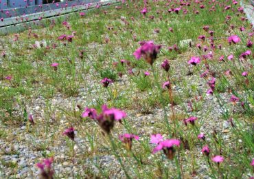 Green roof: come sostituire il terreno con la schiuma poliuretanica | Rinnovabili