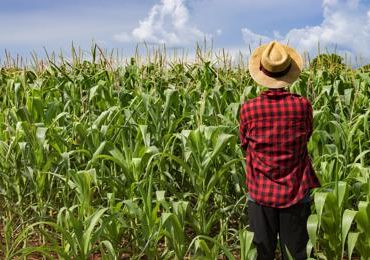 Agricoltura: il protocollo Combi Mais promuove la coltivazione sostenibile