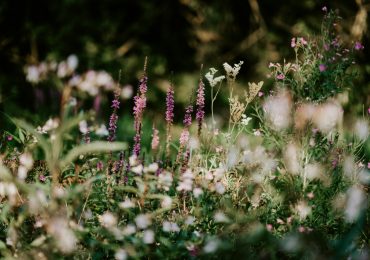 Il giardino che non spreca <b>acqua</b>: dry garden - Green.it