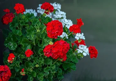 10 trucchi per coltivare geranei strepitosi sul tuo balcone - Nordest24