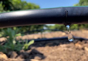 <b>Risparmio idrico</b>, su 7Gold Focus sull'irrigazione deficitaria in agrumicoltura - Pinxa