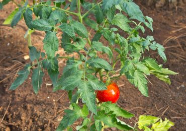 Come si coltiva il pomodoro Siccagno senz'<b>acqua</b>: preparazione del terreno e cura | Ohga!