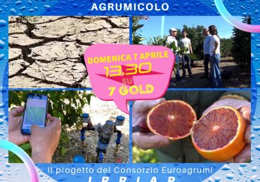 Domenica 7 aprile alle 13,30 su 7Gold in primo piano il progetto Irriap di Euroagrumi - TVA Adrano