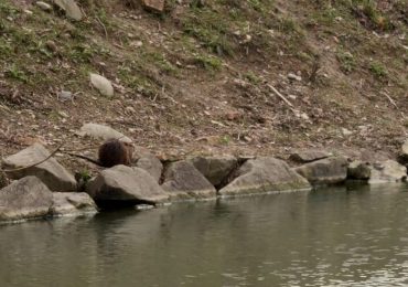 "Le nutrie? Catturate, sterilizzate e portate in un ambiente protetto" - ParmaToday