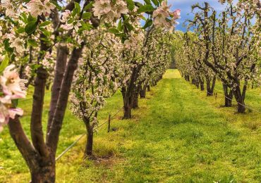 Agricoltura sostenibile: il caso Melinda - Earth Day