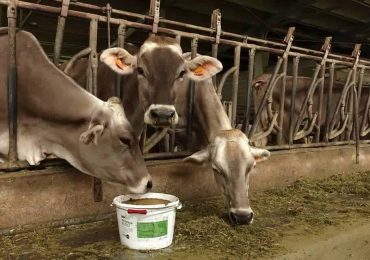 15.000 litri di <b>acqua</b> per 1 kg di carne? "Fake news. L'agricoltura è una soluzione, non un problema"
