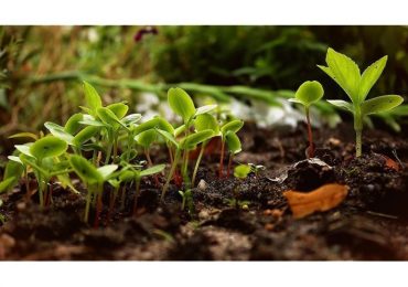 <b>Acqua</b> pura, terra fertile: trattamenti e uso nell'irrigazione - Casale News