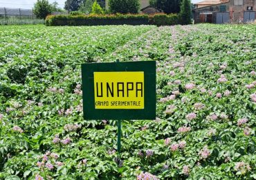 Agricoltura. La sfida delle patate: si possono produrre usando (molta) meno acqua
