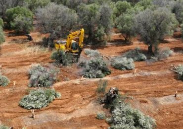 Xylella, paesaggio compromesso - Quotidiano Di Puglia
