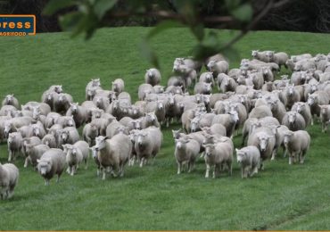 Polizze agricole, allevamento ovino, sensore, agrivanda - Agrifood Magazine
