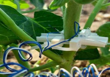 Bioristor riduce il consumo idrico delle piante e ne migliora la qualità - Floraviva