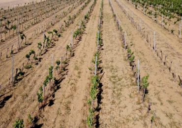 Siccità, salvate l'agricoltura in Sicilia - AgroNotizie
