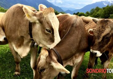 <b>Acqua</b> di Sondrio non potabile per colpa del letame: chi sono gli indagati - SondrioToday