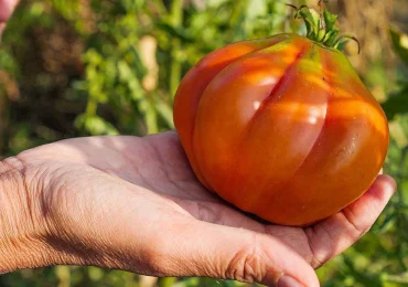 Coltivare pomodori in estate, 7 trucchi per avere frutti sani