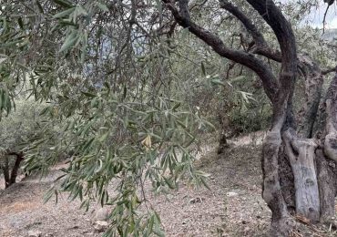Gli effetti dello stress idrico in oliveto - l'OlivoNews