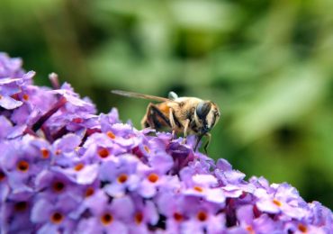 L'UE cerca di modificare le norme sui pesticidi per accelerare le soluzioni sostenibili