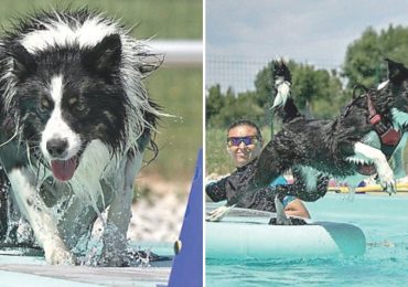 <b>Acqua</b> ed esercizi: cani più in forma con il nuovo corso di ginnastica in piscina