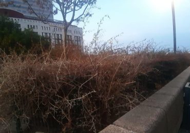 Napoli, degrado Centro direzionale: duello tra le aziende e aiuole senz'<b>acqua</b> - Il Mattino