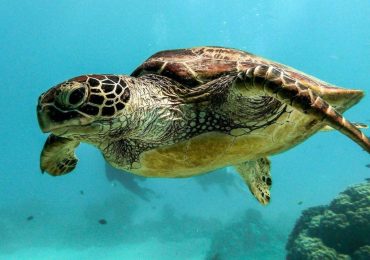 Mare bollente, in Toscana la fuga delle tartarughe: «Ma possiamo ancora salvarle - Il Tirreno