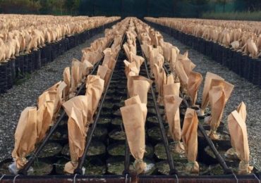 Viaggio nel vivaismo della fascia tirrenica messinese: Mazzarrà Sant'Andrea, produzione ...
