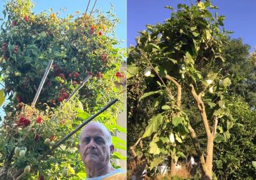 "Innesto piante di pomodori e melanzane su un albero da vent'anni" - FreshPlaza