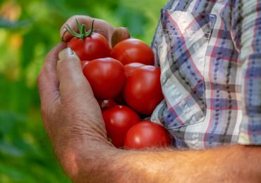Il 40% in più di pomodori con meno acqua: il trucco sbalorditivo diventa virale