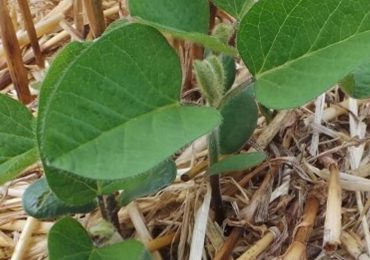 Agricoltura rigenerativa, progetto innovativo dei giovani di Confagri e xFarm - Il Sole 24 ORE