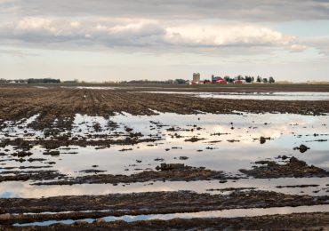 RADICCHIO DI CHIOGGIA SOTT'<b>ACQUA</b>. BOSCOLO PALO: "A RISCHIO LA PRIMA PRODUZIONE"