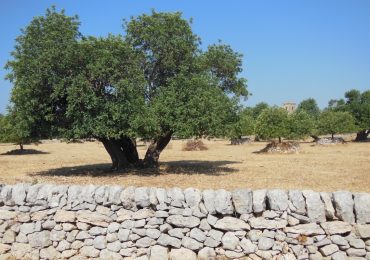 Coltivare il carrubo anche senza <b>acqua</b> - Agronomia - AgroNotizie