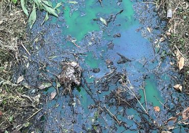 Fosso Borzonasca, Giacomazzi: "Taglio vegetazione non sempre necessario e va fatto nella ...