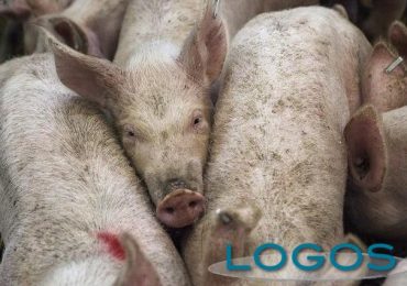 Peste suina: situazione in costante monitoraggio - Logos News
