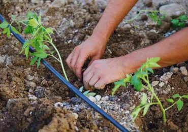 Questo sensore tutto italiano dimezza il consumo dell'<b>acqua</b> per le piante di pomodoro (e ...