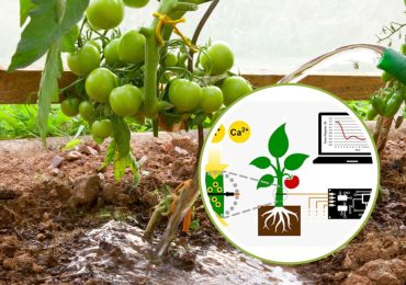Il rivoluzionario sensore tutto italiano che monitora il fabbisogno di acqua delle piante di ... - greenMe