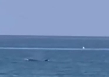 Torvajanica, un delfino salta fuori dall'<b>acqua</b> a pochi metri dalla spiaggia | Corriere TV