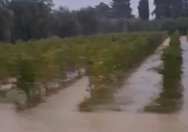 A Bolgheri le vigne sott'<b>acqua</b>: allarme per il Cabernet - Corriere Fiorentino