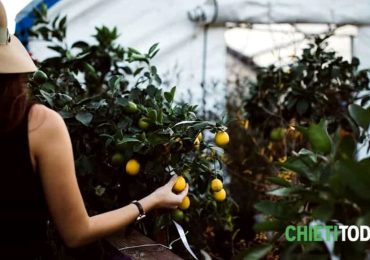 Oscar green 2024 | un premio per giovani agricoltori che sono riusciti ad unire tradizione e ...