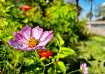 Aiuole sostenibili, i giardini pubblici del futuro sono già realtà - eHabitat.it