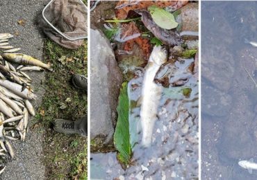 Decine di pesci morti lungo il rio (FOTO e VIDEO), l'allarme dei pescatori - il Dolomiti