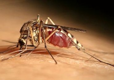 Arbovirosi a Verona, Ulss 9: «Attività capillare e continua per la prevenzione e <b>gestione</b> ...