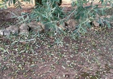 Maltempo sulla Puglia oliveti colpiti dalla grandine nel Nord Barese | Rami spezzati e frutti ...