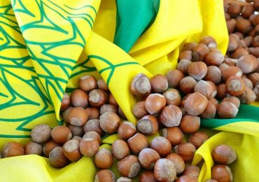 Nocciole, l'analisi di Coldiretti: "Primo bilancio dell'annata 2024 con produzione dimezzata a ...