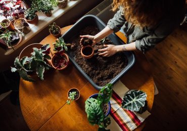 Piante autunnali, cosa coltivare sul balcone e nell'orto