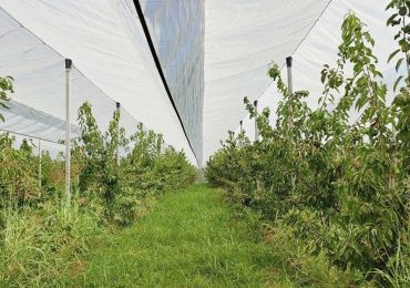 Progetto "Smile": reti multifunzionali monoblocco per una <b>gestione</b> più sostenibile del ciliegio