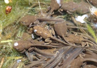 I girini delle rane arboricole hanno un metodo infallibile per "igienizzare" l'<b>acqua</b> in cui crescono