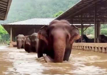 Thailandia, salvati oltre cento elefanti intrappolati per le inondazioni: "Avevano l'<b>acqua</b> alta ...